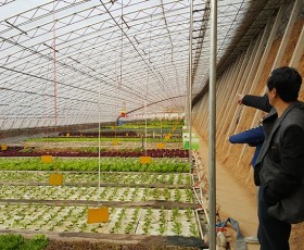 花卉大棚